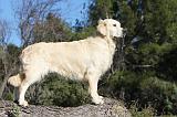 GOLDEN RETRIEVER 557